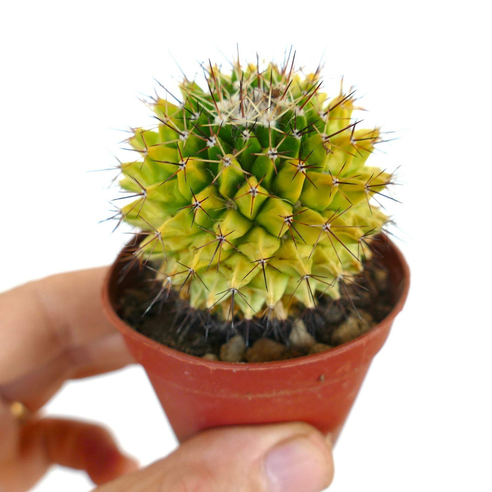 Mammillaria marksiana VARIEGATED – Marks’ nipple cactus | Marks’ pincushion cact