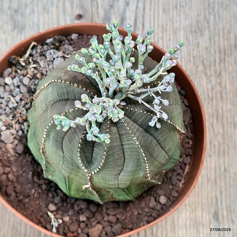 D6228 EUPHORBIA OBESA MONSTER pot12-H8-W9 cm MaMa Cactus