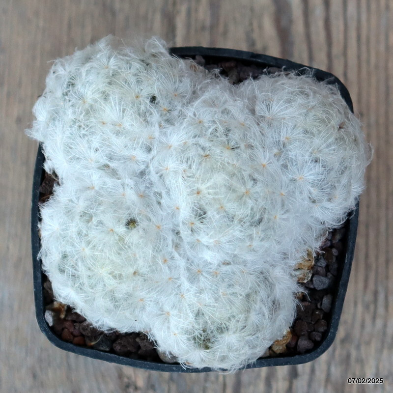 A9363 MAMMILLARIA PLUMOSA pot7-H5-W9 cm MaMa Cactus