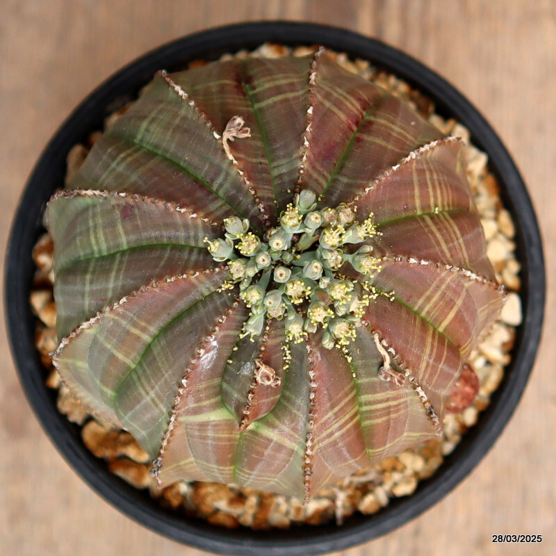 D2897 EUPHORBIA OBESA ARROW OLD pot12-H11-W11 cm MaMa Cactus