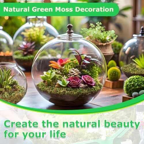 Green Moss for Crafts, Real Forest Moss for Plants Indoor, Table 2.6 LBS