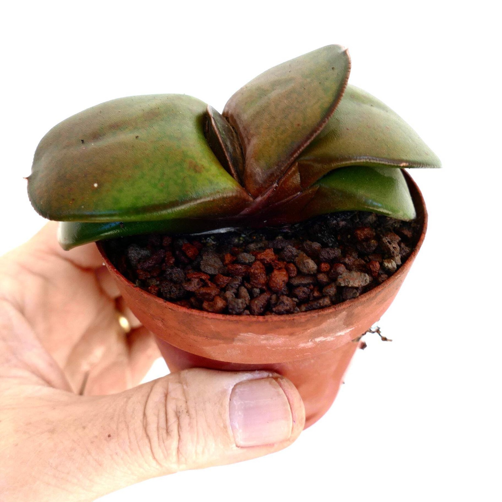 Gasteria pillansii cv 滑らか肌 SELECTED – Namaqua gasteria | Lawyer’s tongue