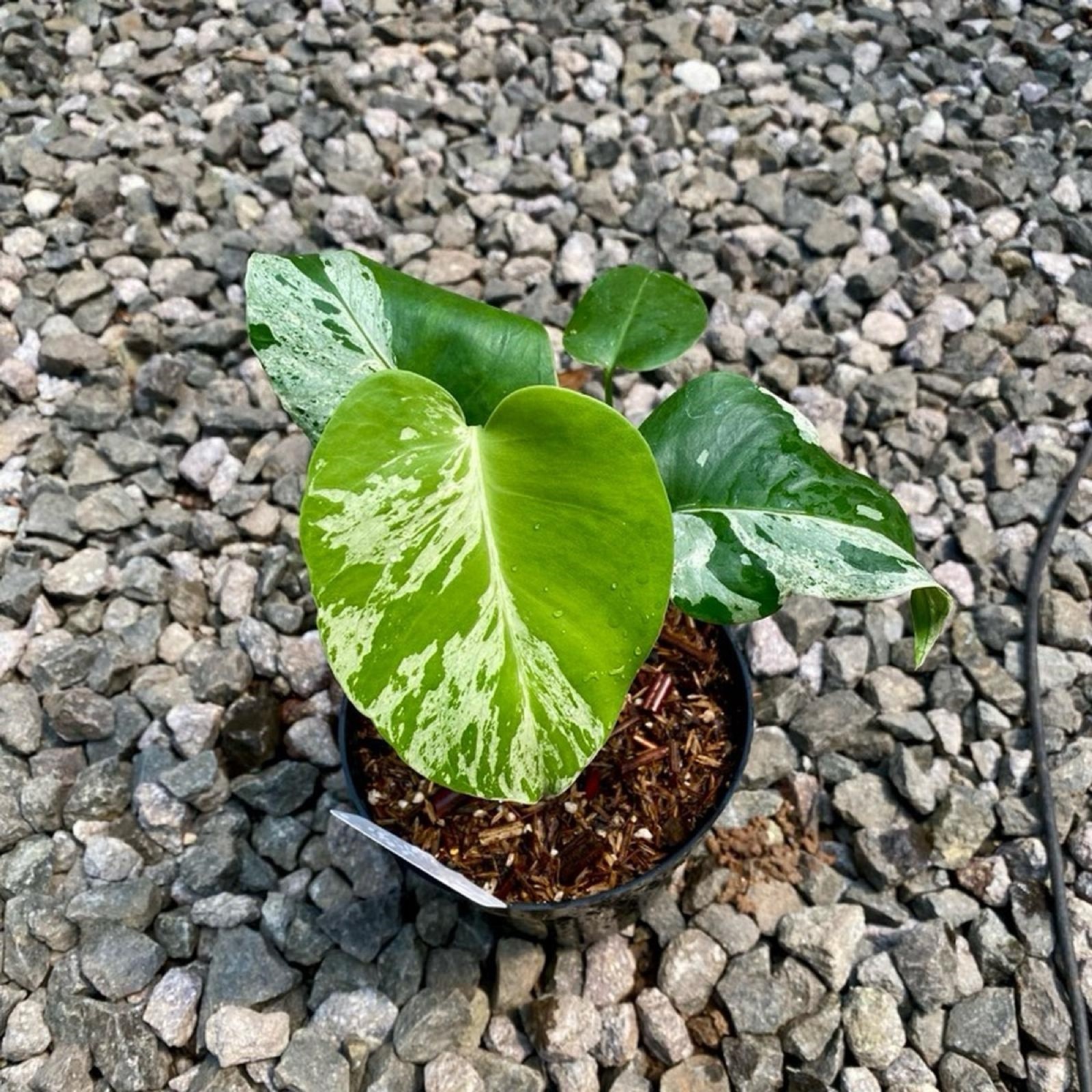 Rare Monstera Deliciosa Bulbasaur Variegated Mint Variegated Aroid Houseplant