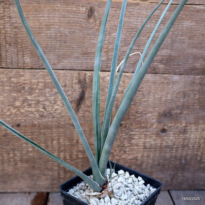 D2259 DRACAENA SERRULATA pot10-H36-W17 cm MaMa Cactus