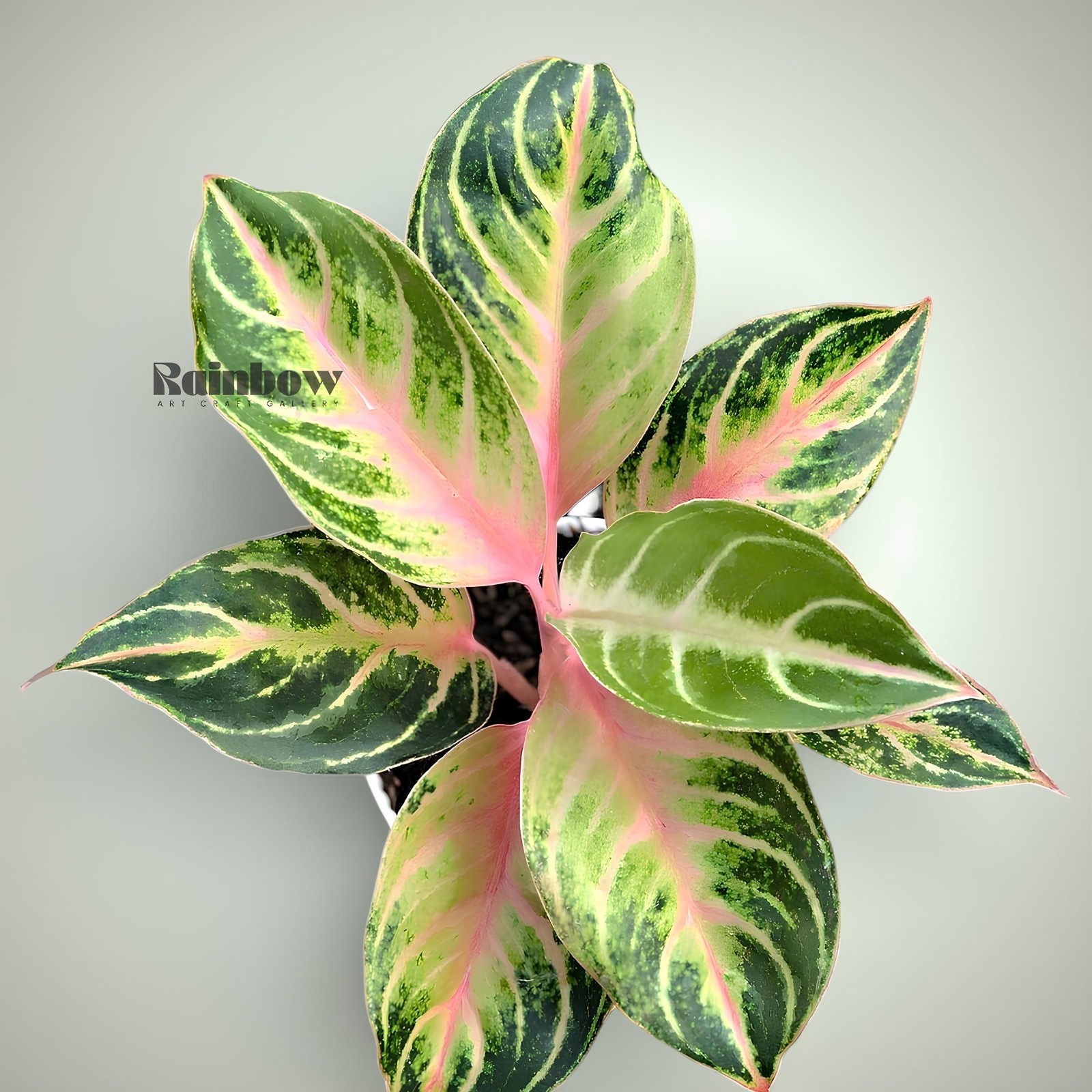 Aglaonema Cinta Beatiful Ornamental Plant