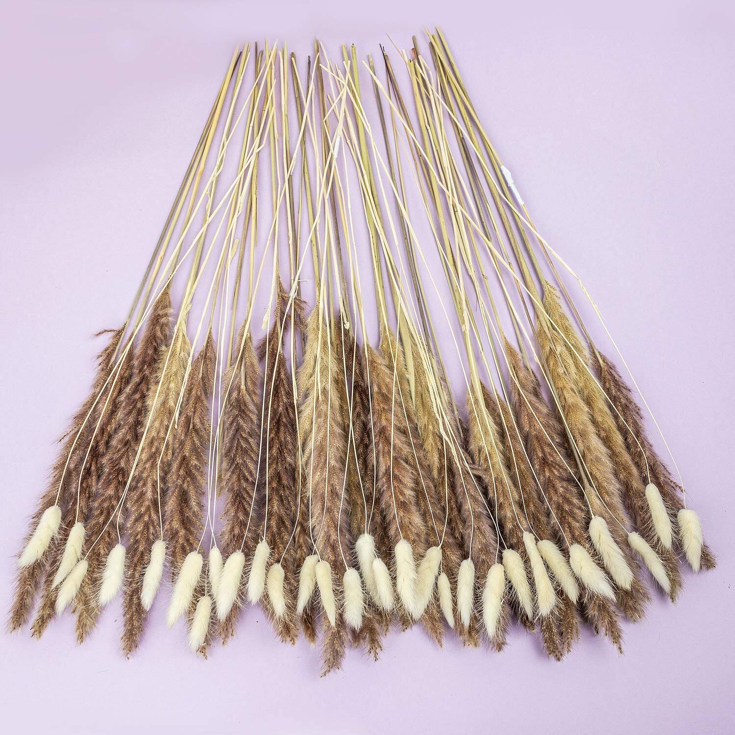 Jade Luxe dried Pampas Grass 60pcs 24″