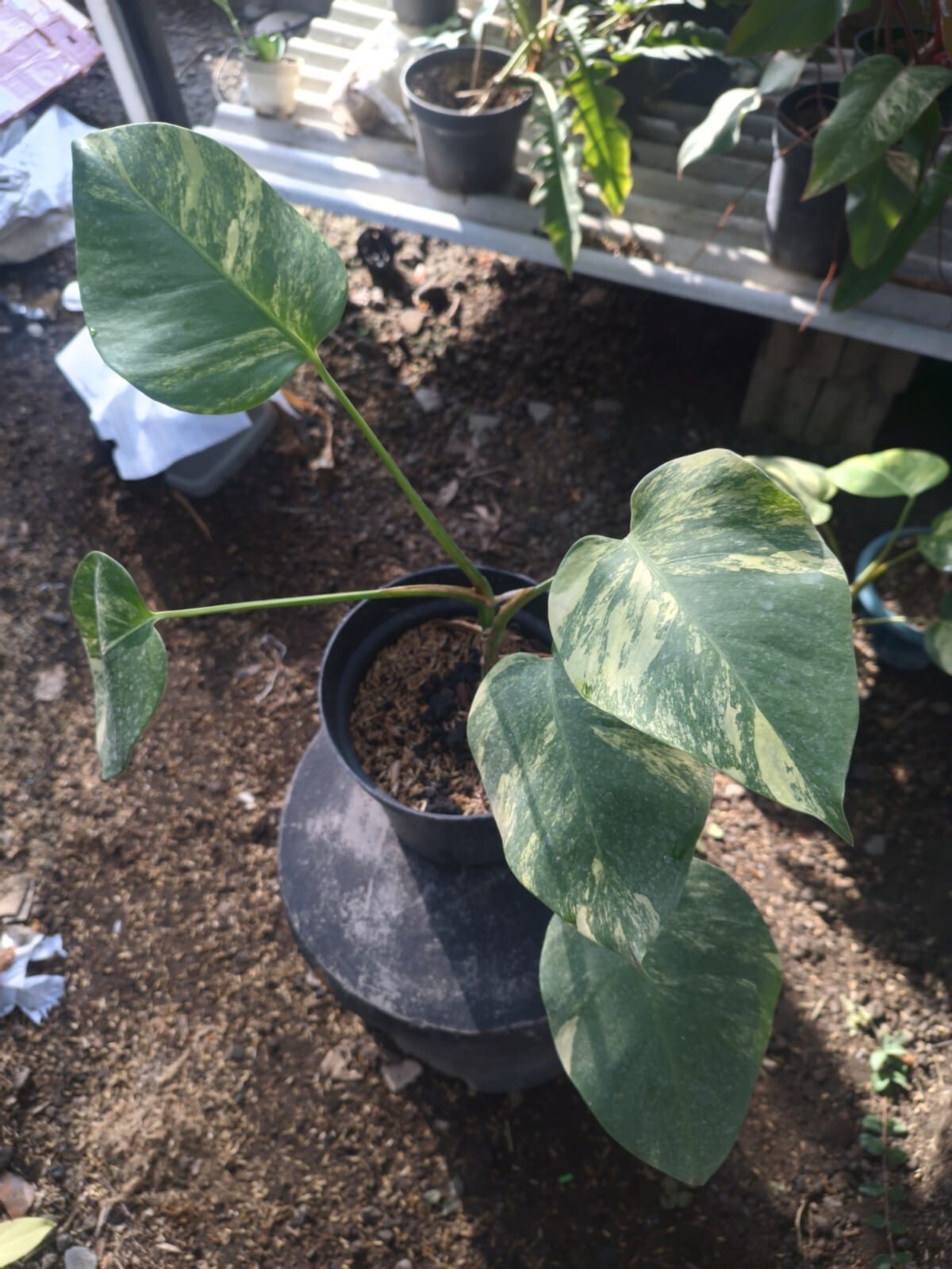 Real Pick Monstera Marmorata Variegated 6 Leaves