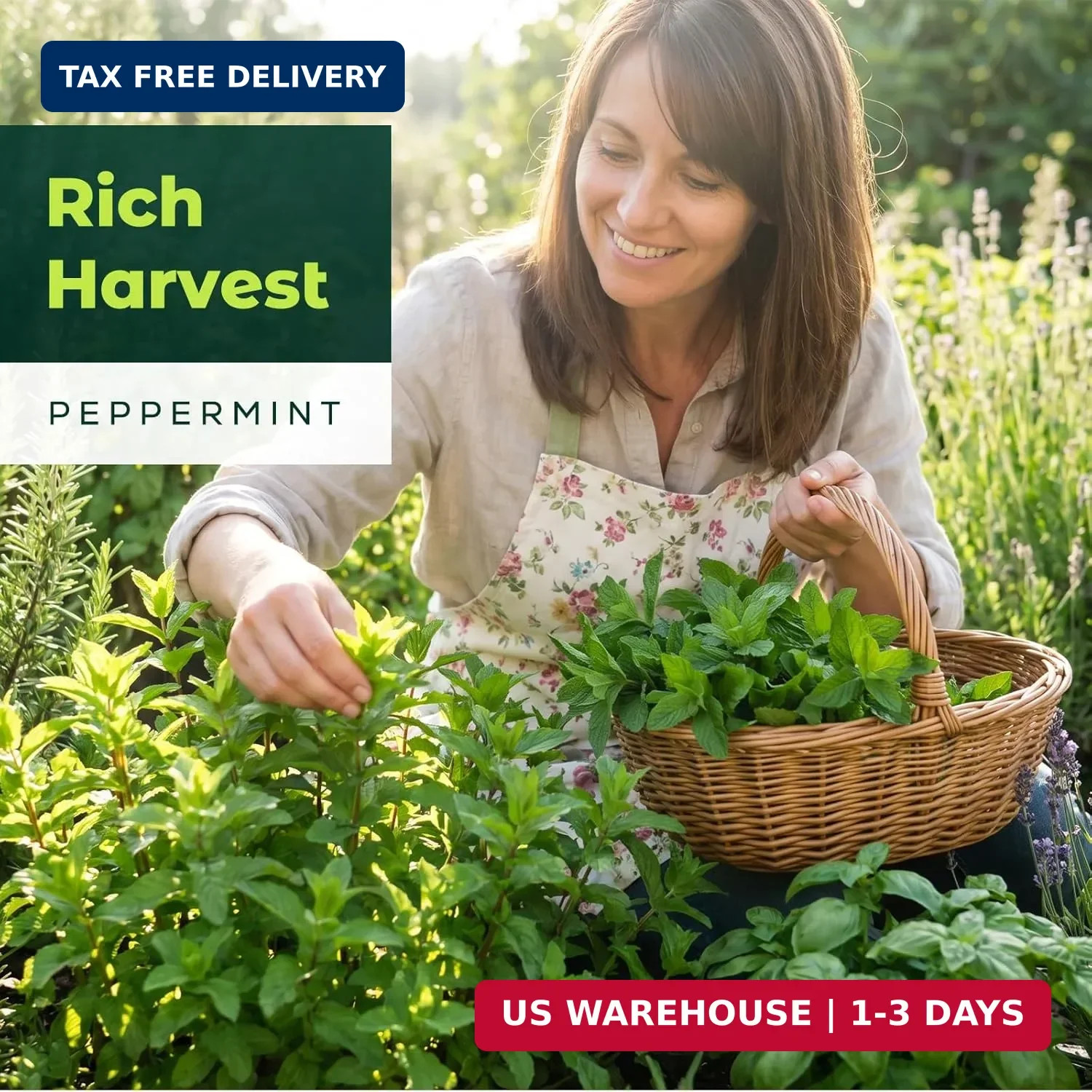 3000 Peppermint Seeds for Planting Indoors & Outdoors – Premium Non-GMO Heirloom