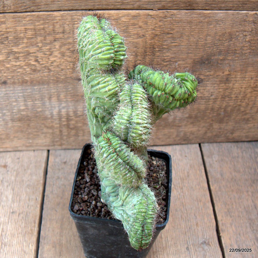 D6545 POLASKIA CHICHIPE CRESTED pot10-H20-W21 cm MaMa Cactus