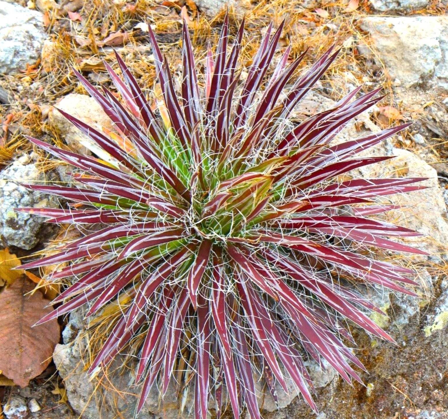 Agave schidigera RED & WHITE STRIPED 10 SEEDS – Thread agave | Agave