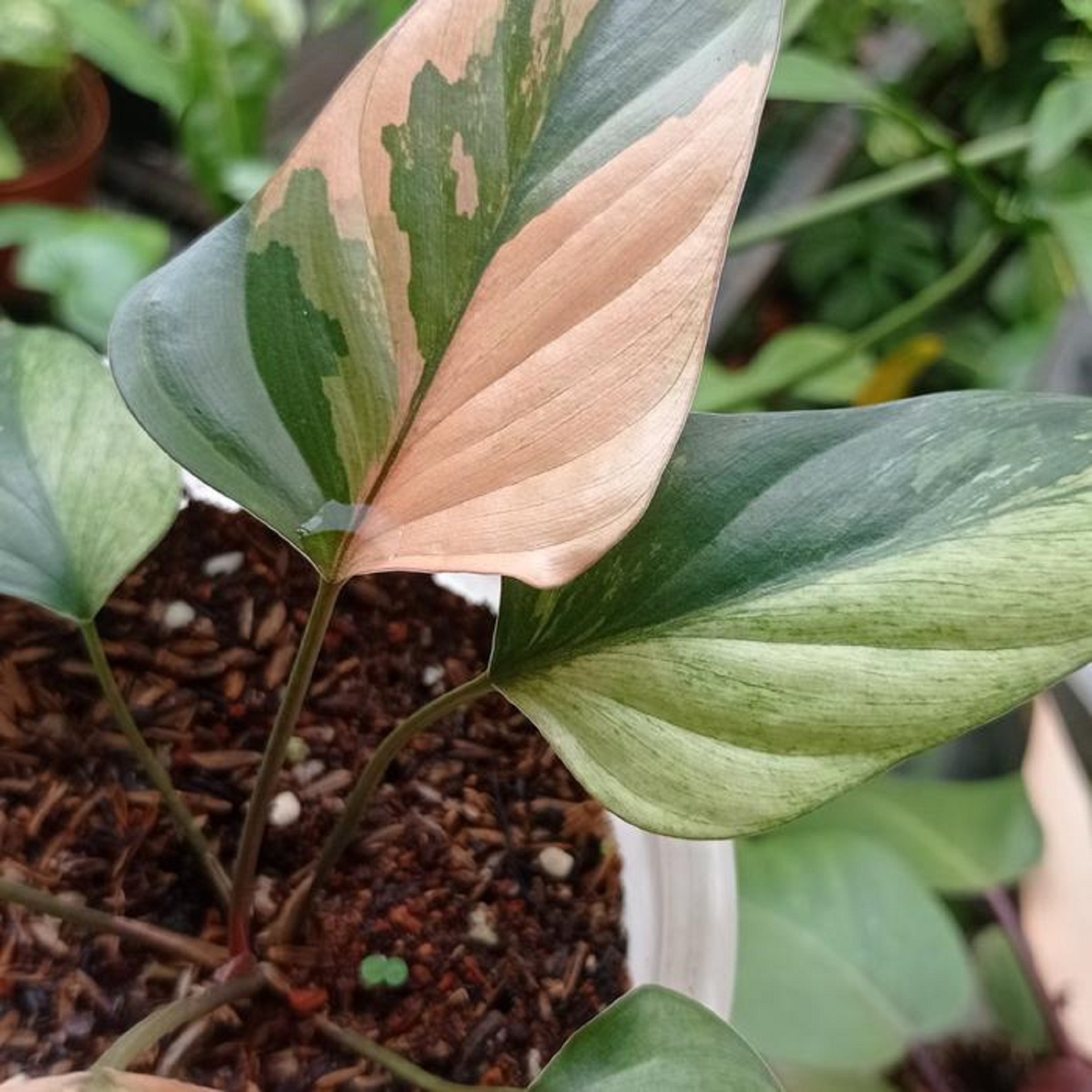 Homalomena Pink Diamond Variegated Rare Pink Variegated Aroid Indoor Tropical