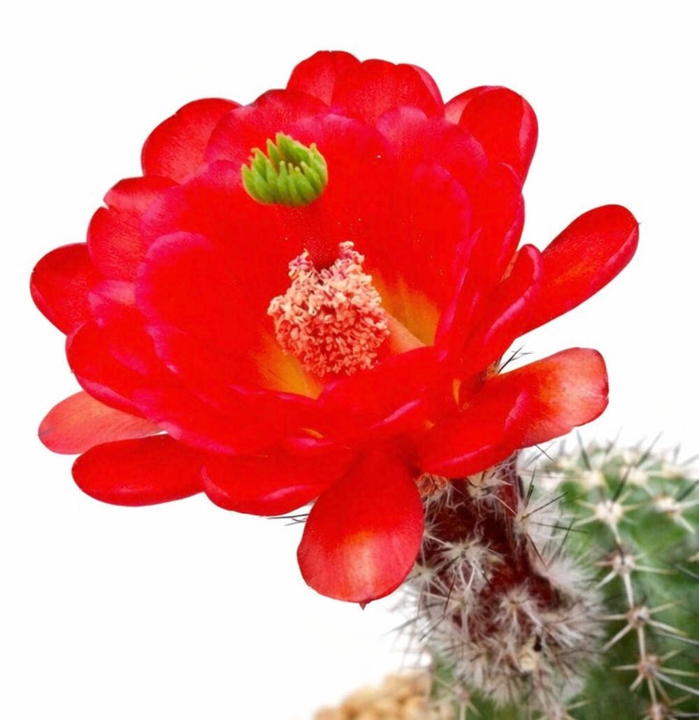 Echinocereus leeanus 10 SEEDS – Rare Cactus SEEDS