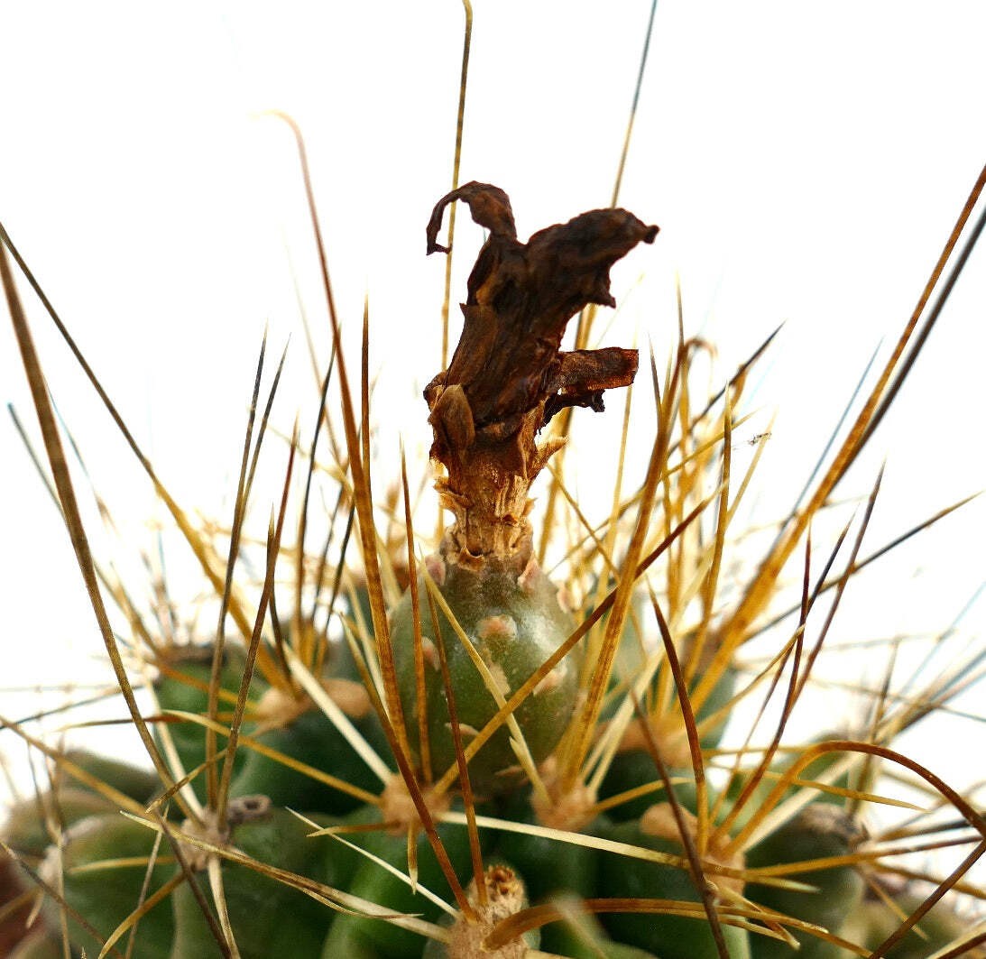 Ferocactus hamatacanthus SELECTED & LONG SPINES – Hooked barrel cactus | Texas b