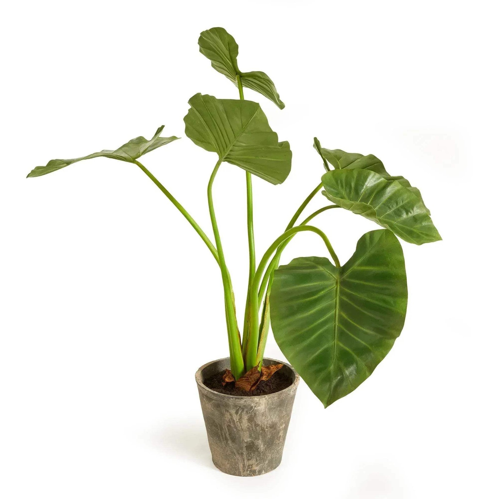 Artificial Elephant Ear Plant – Organic Design, 42″ Tall