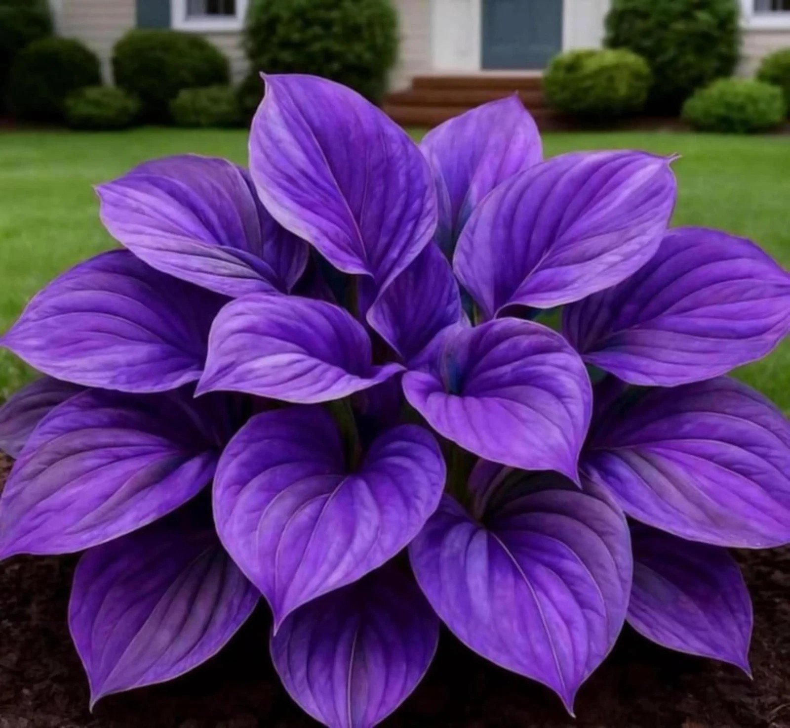 Purple 300+ Mixed Hosta Seeds – Shade Loving Perennial Garden
