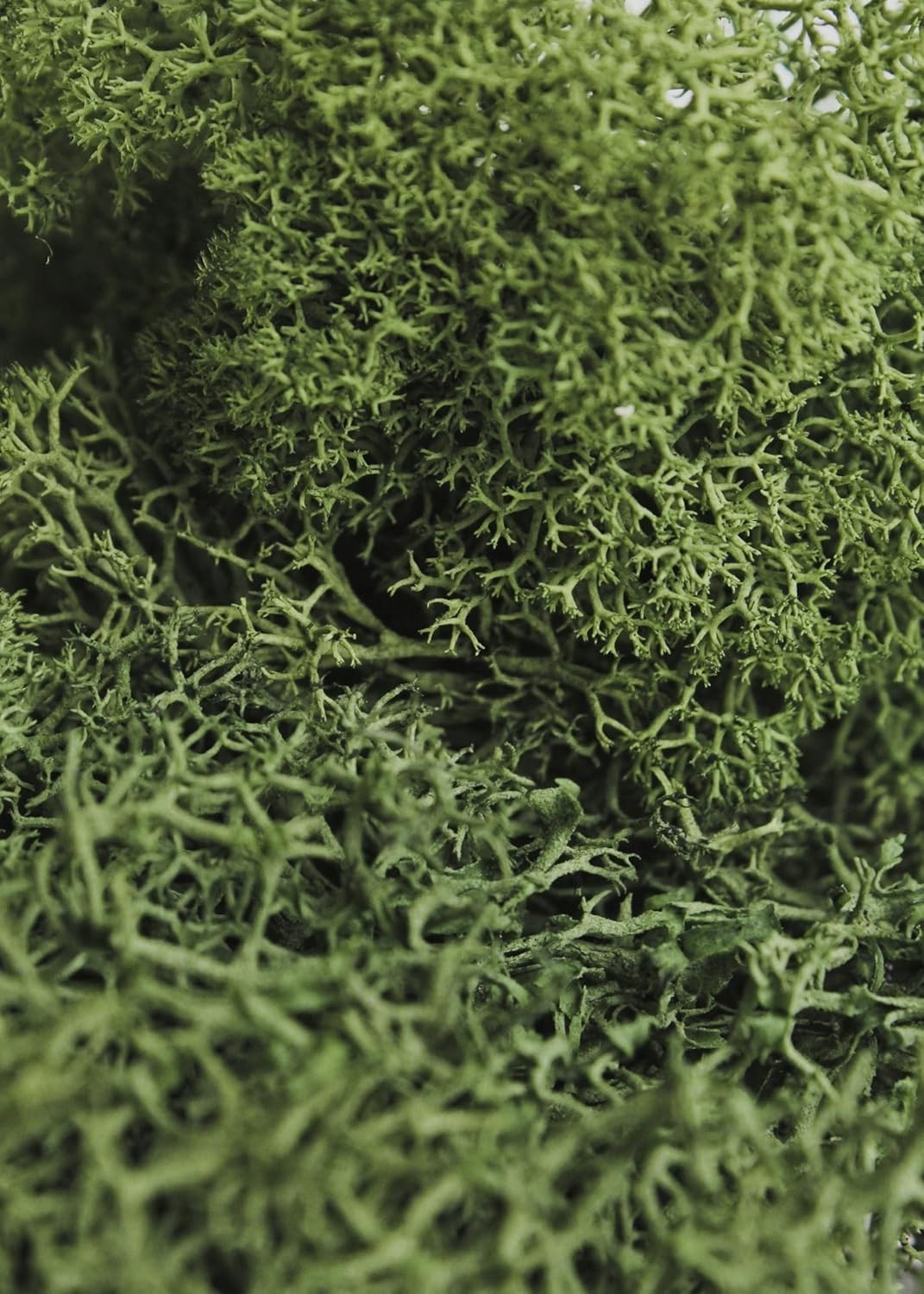 Sustainably Sourced Reindeer Moss 3lbs Forest Green – Vibrant, Soft Texture