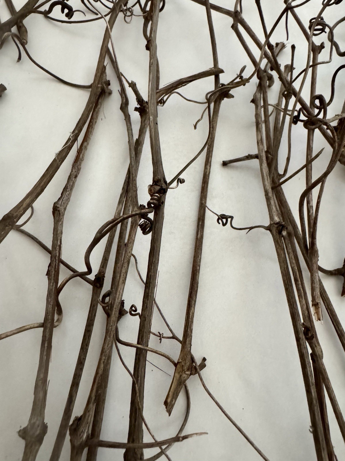 Huge Lot Of Grapevine tendrils & twigs Dried Natural floral Craft & small pets