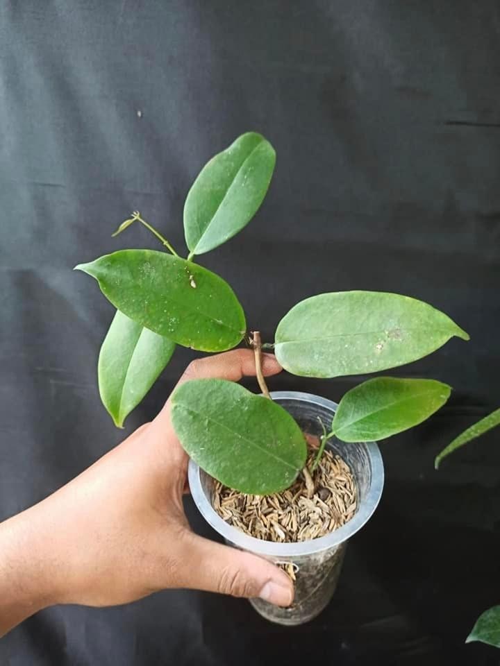 Hoya Evelinae Sp Papua Rare Tropical Wax Plant