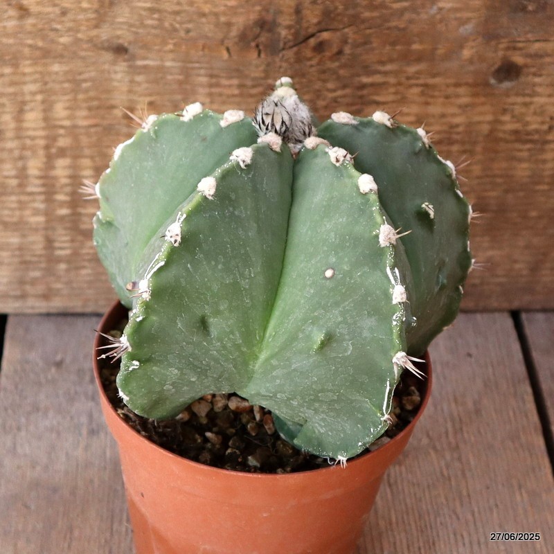 D4910 ASTROPHYTUM MYRIOSTIGMA NUDUM FUKURYU pot12-H12-W15 cm MaMa Cactus