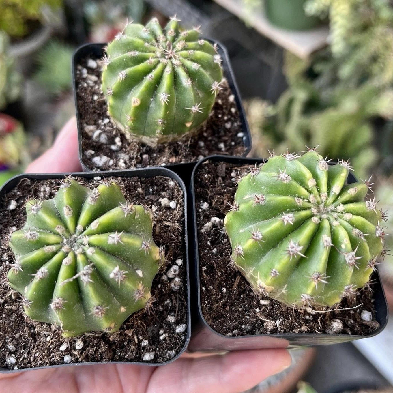 Echinopsis Oxygona Easter Lily Cactus Live Combo Flowering Cactus