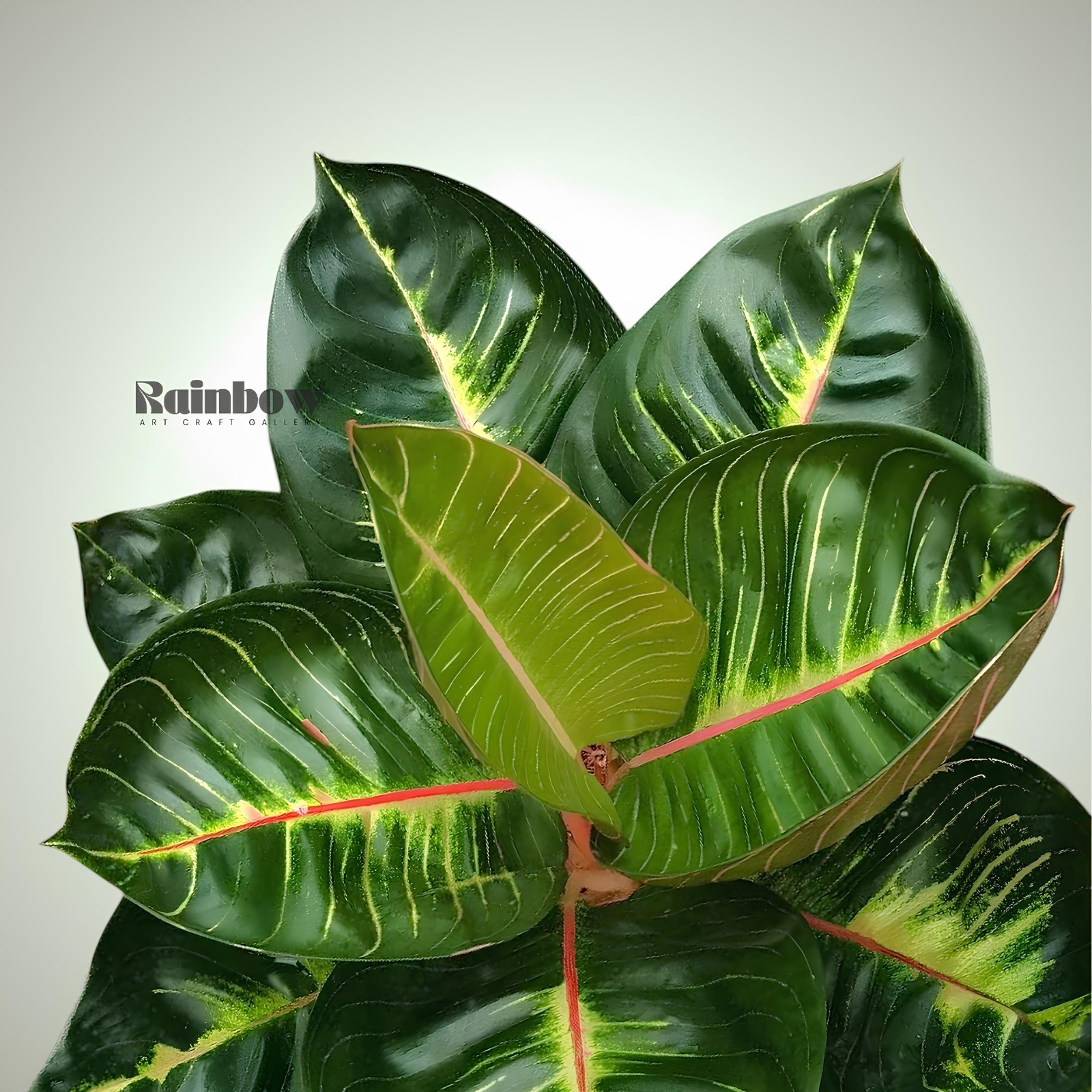 Aglaonema Black Moonlight Gerhana Beatiful Ornamental Plant