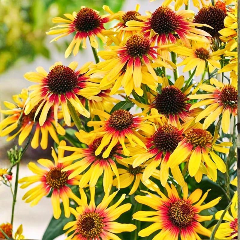200+ Perennial Mix Echinacea Coneflower Seeds for Planting-Rare Non-Gmo Plant Fl