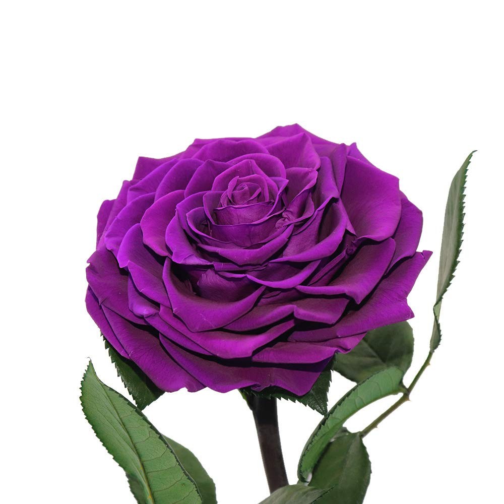 Preserved Flowers Handmade Purple Rose in Glass Dome 9 inch Romantic Gift