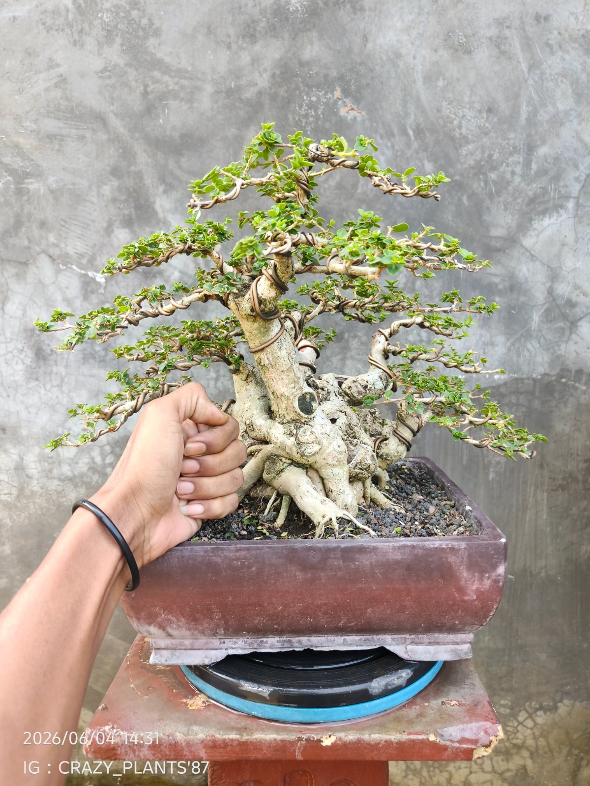 REAL PICTURES – Premna Microphylla Bonsai Tree – Big Trunk – Medium Size – RARE