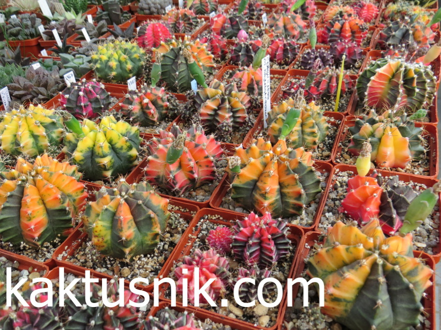 Gymnocalycium mihanovichii f.variegata mix 1000 seds sharvest 2025