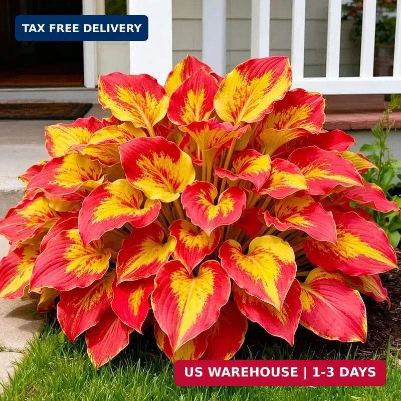 315+ Perennial Mix Color Hosta Seeds for Planting in Outdoor Garden – Shade Tole