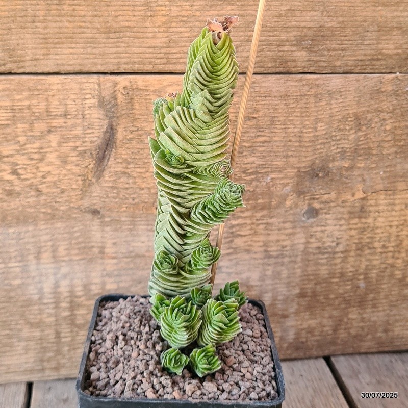 D5581 CRASSULA BUDDHA’S TEMPLE pot10-H19-W8 cm MaMa Cactus