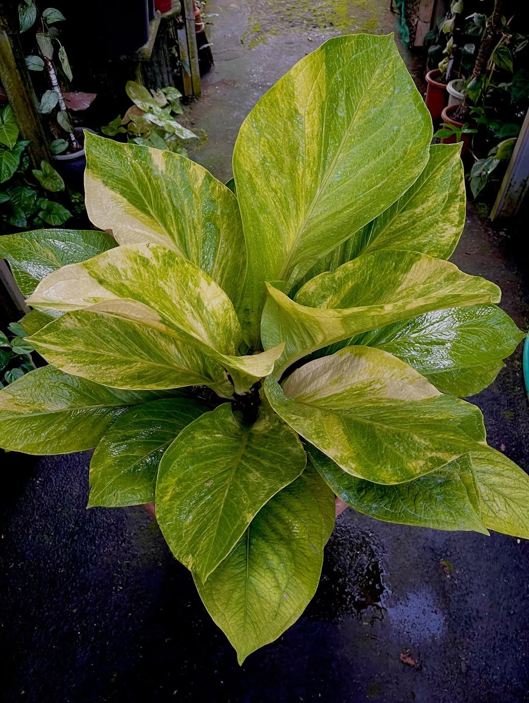 Anthurium Cobra Batik Variegated Big Size Real Picture Very Beauty