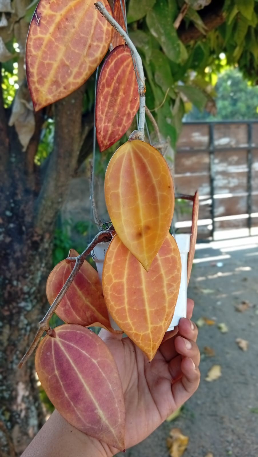Real Picture Hoya Macrophylla Super Red Sp Borneo Rare Tropical Waxx Plant