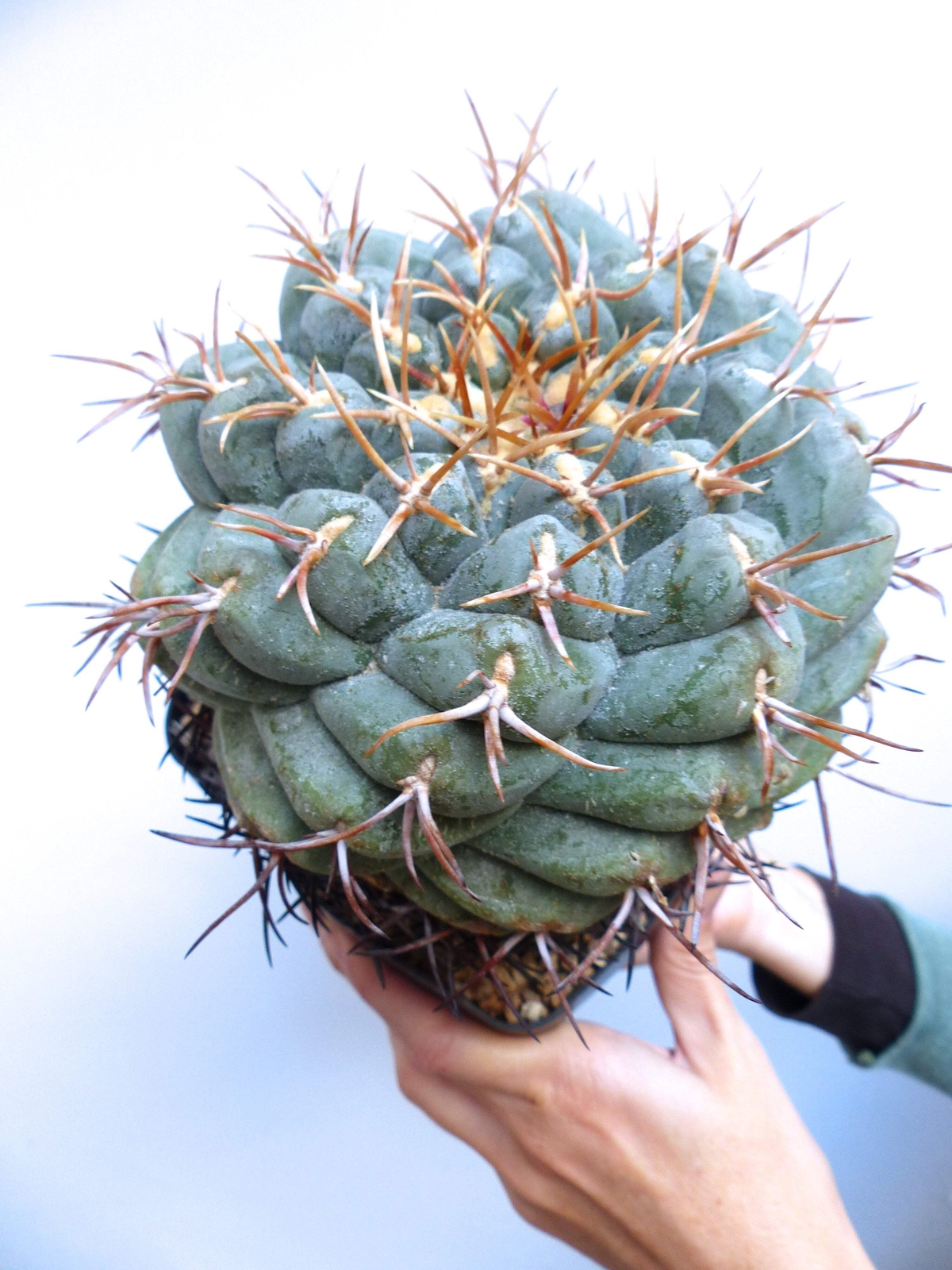 Thelocactus hexaedrophorus form SPIRALIS SEEDS – Spiral cactus | Twisted theloca