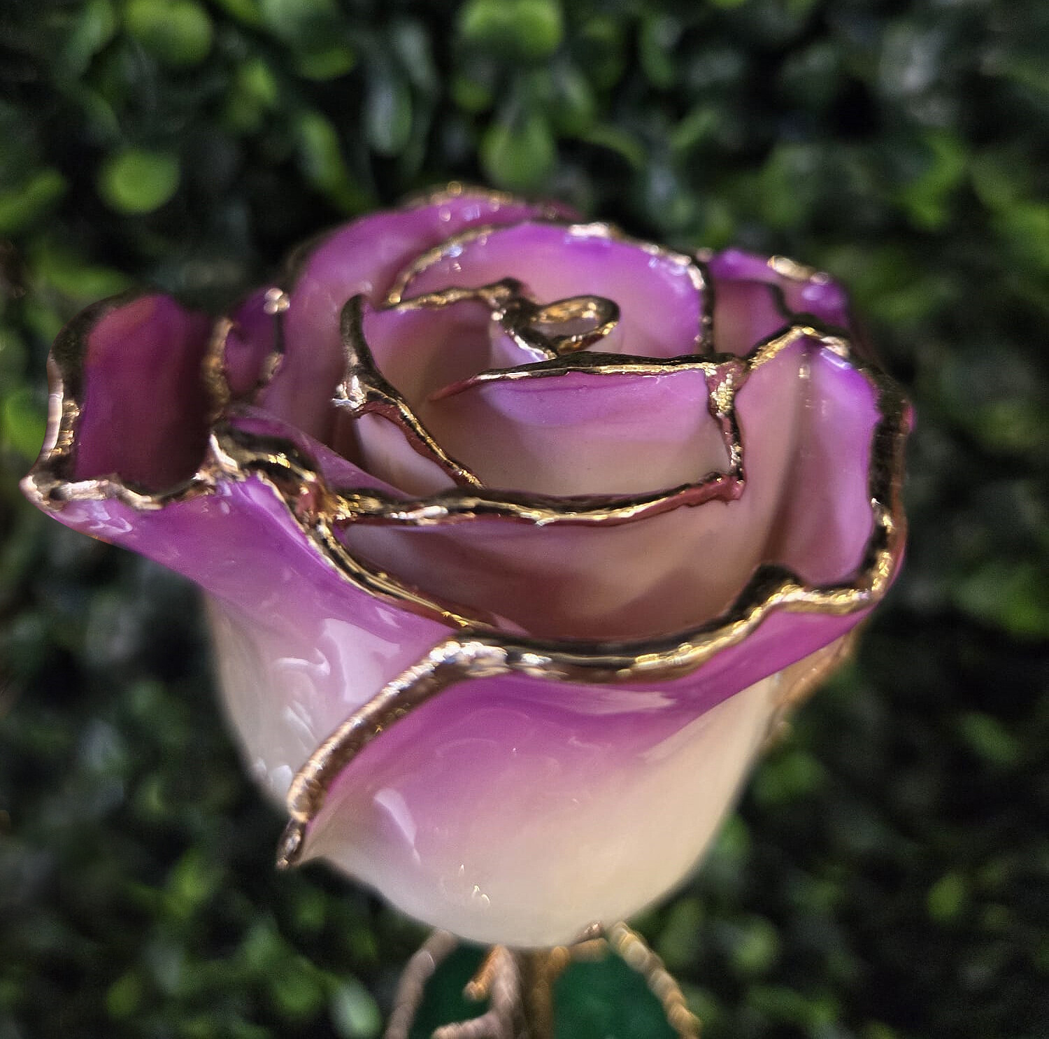 24k Gold Dipped Cream Picasso Lacquer Real Rose Valentine’s Day Holiday Gift