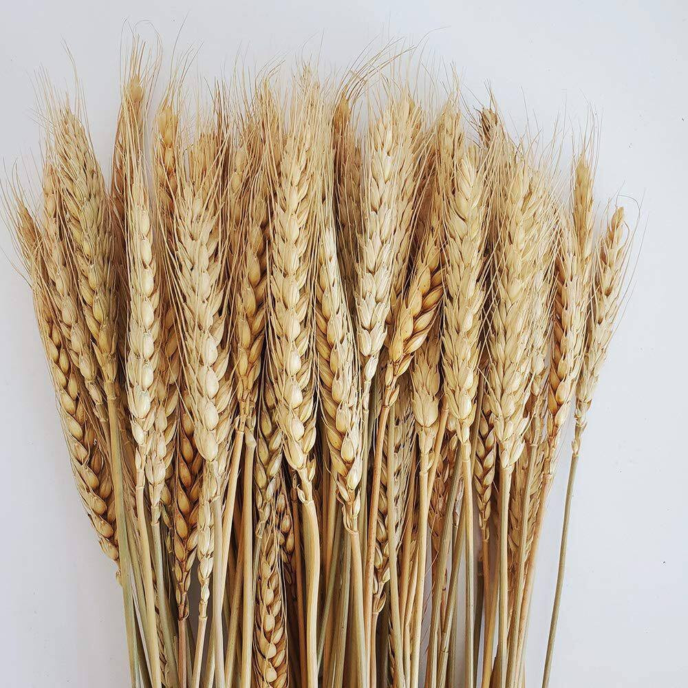 2.48 In. (Set of 100) Natural Dried Wheat Stalks 16 In. Tan Artificial Plant Whe