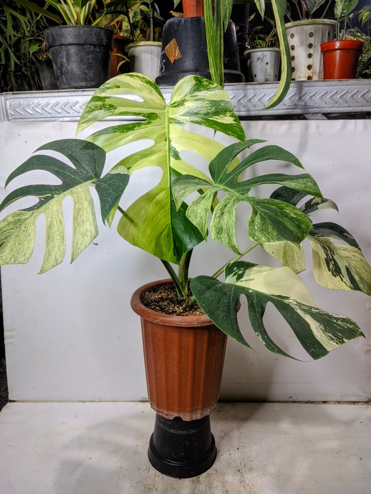 Monstera Jungle Mint Variegated Real Picture Super Beauty