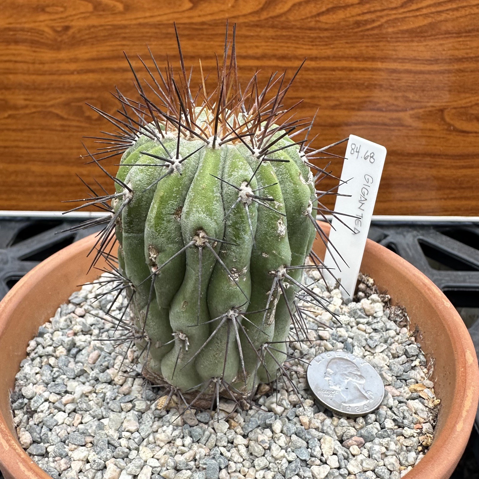 Copiapoa Haseltoniana ssp. GIGANTEA own roots US SELLER WYSIWYG