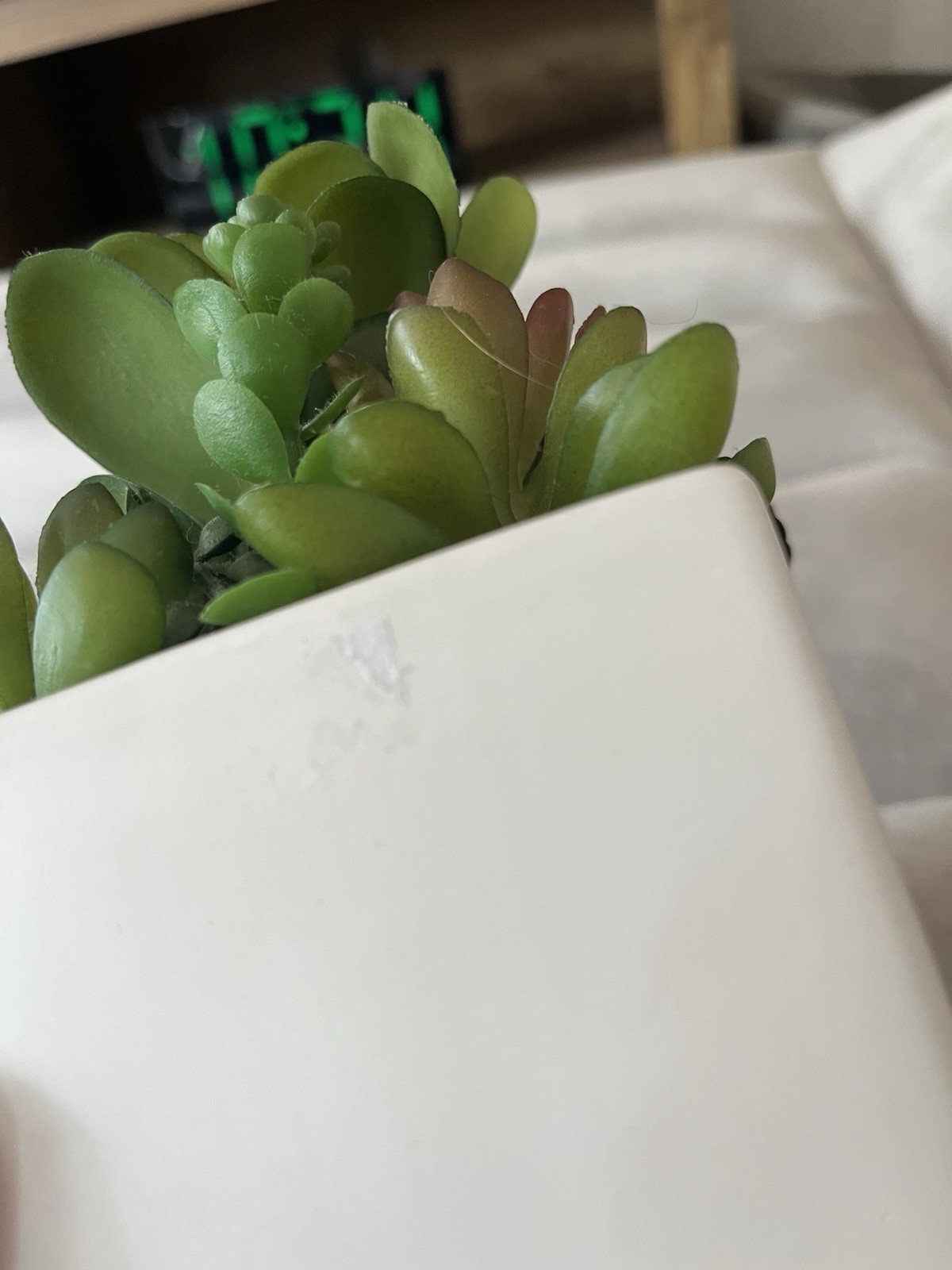 Target Artificial Succulent Arrangement, Green/White in White Ceramic Planter