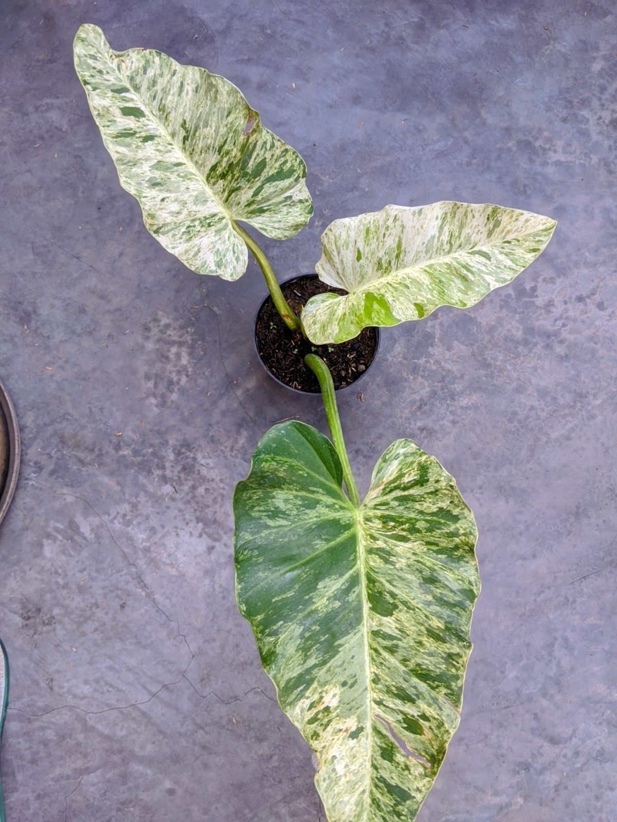 Philodendron Giganteum Blizzard Variegated Large Size Real Picture