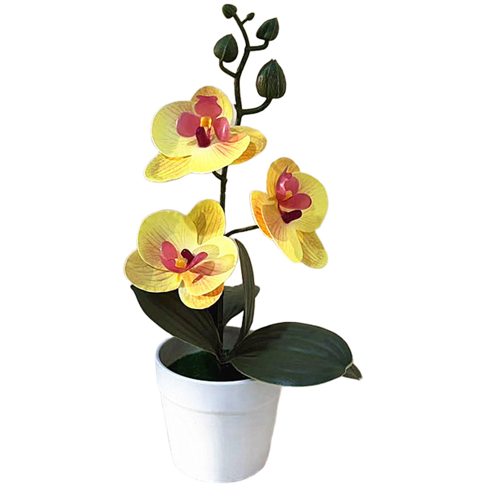 Modern Minimalist Phalaenopsis Orchid Bonsai Potted Plant for Tabletop Use
