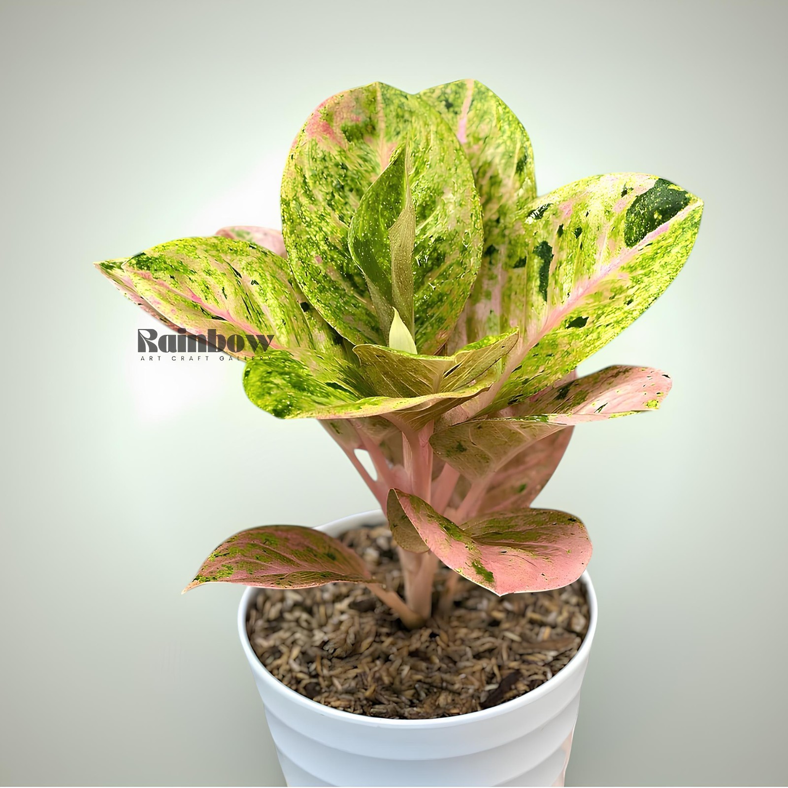 Aglaonema Emerald Beatiful Ornamental Plant