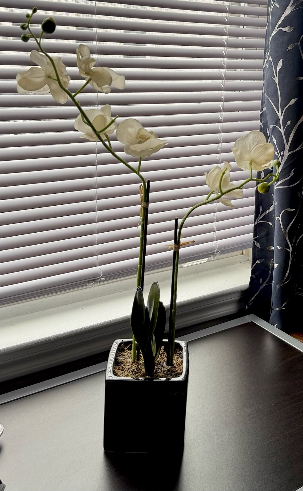 Real Touch White Phalaenopsis Potted Orchid Plant With A Black Ceramic Pot 18”