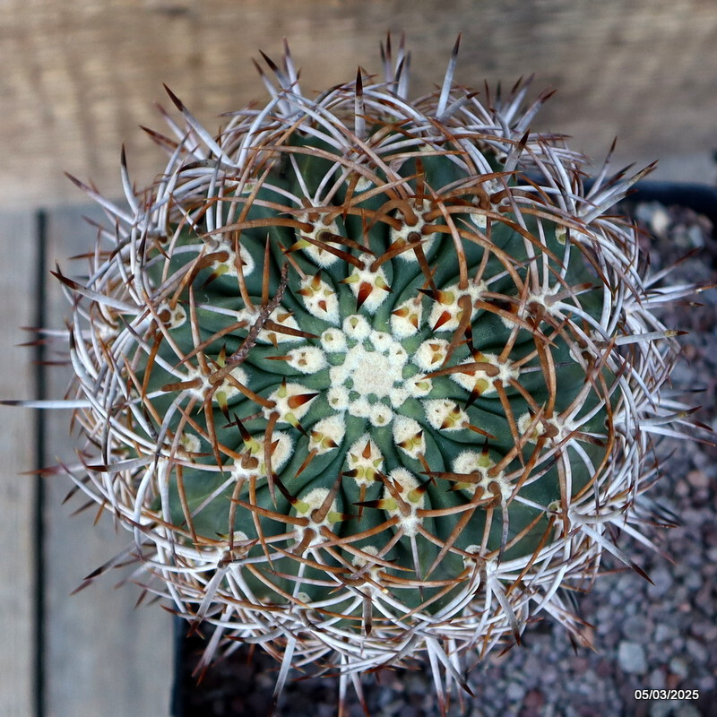 D3184 ERYOSICE CERATISTES GRAFT pot14-H16-W11 cm MaMa Cactus
