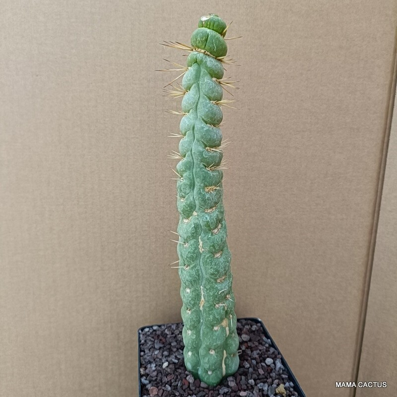 A6886 EULYCHNIA CASTANEA SPIRALIS pot12-H28-W6 cm MaMa Cactus