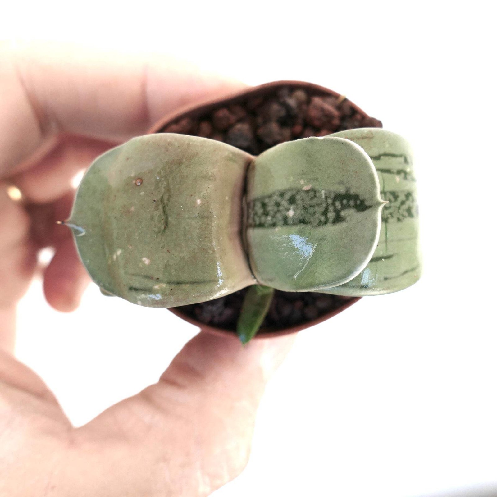 Gasteria armstrongii cv ‘Ginsya-Kodakara’ – Ox tongue | Cow’s tongue