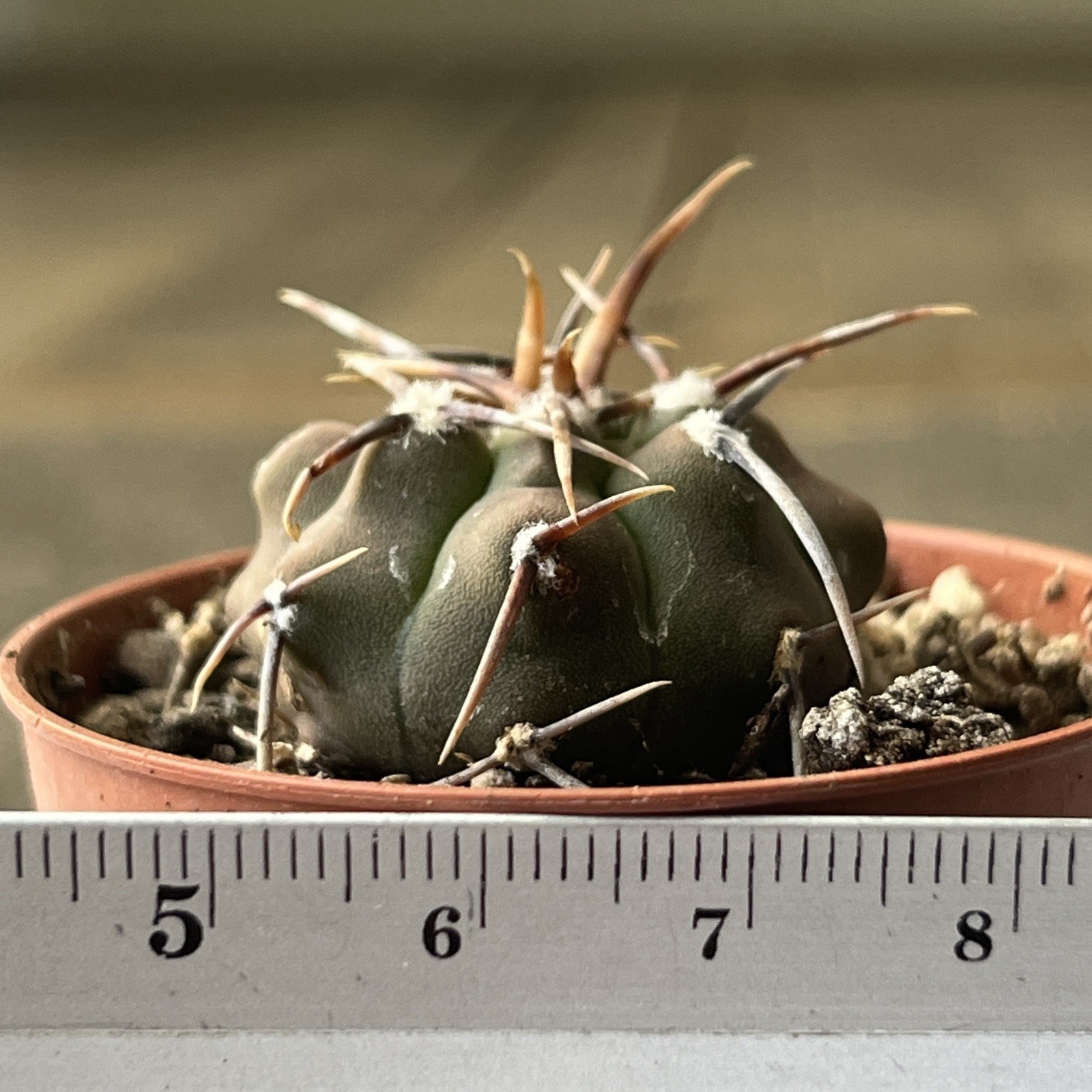A37-408. G. vatteri v altaitinense, Spine selection in 3 generation, own root
