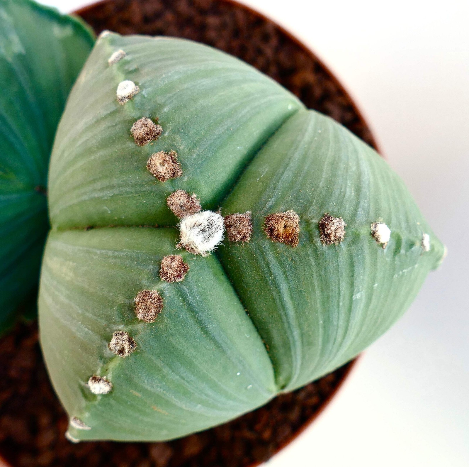 Astrophytum myriostigma var. tricostatum SEEDS – Rare Cactus SEEDS