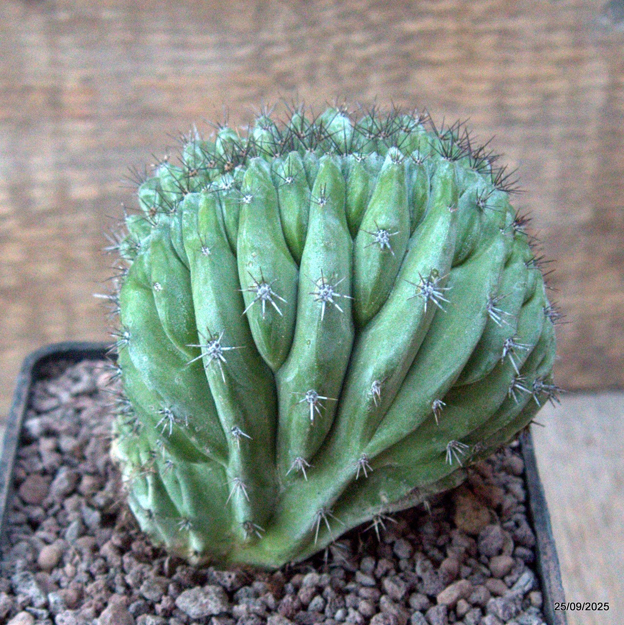 D6654 POLASKIA CHICHIPE CRESTED pot10-H10-W9 cm MaMa Cactus