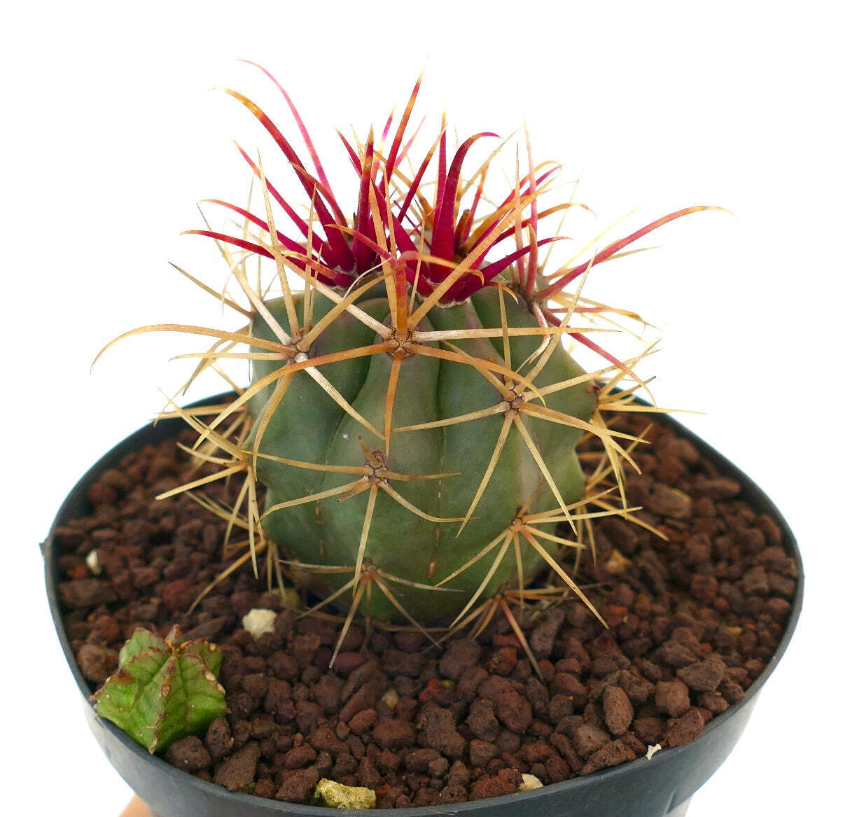 Ferocactus cylindraceus x rectispinus + Euphorbia – California barrel cactus | C